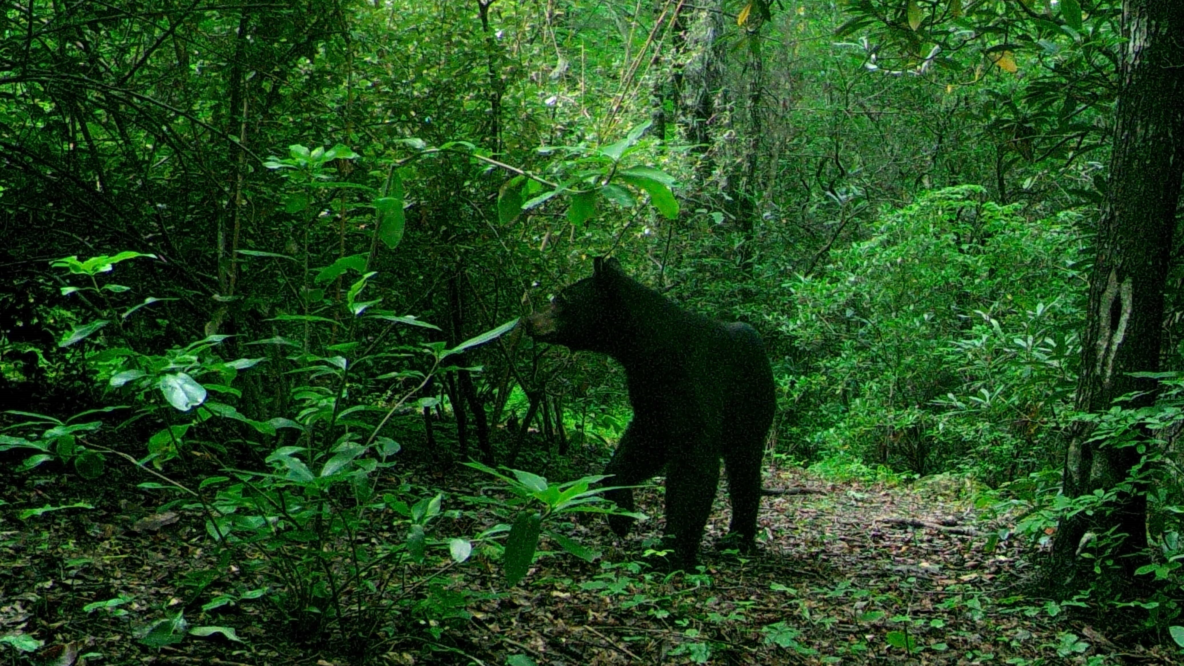 Black Bear in Forest