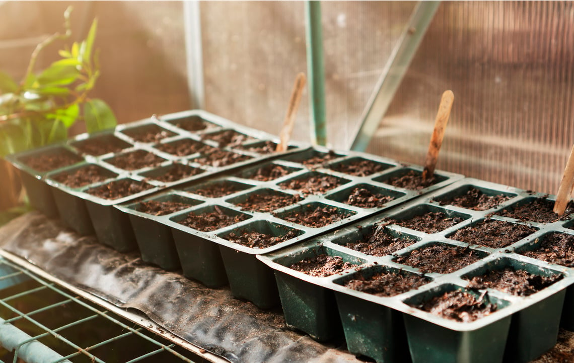 Comparing 3 Unique Ways To Start Seeds: Recycle, Reuse, & Zero-Waste