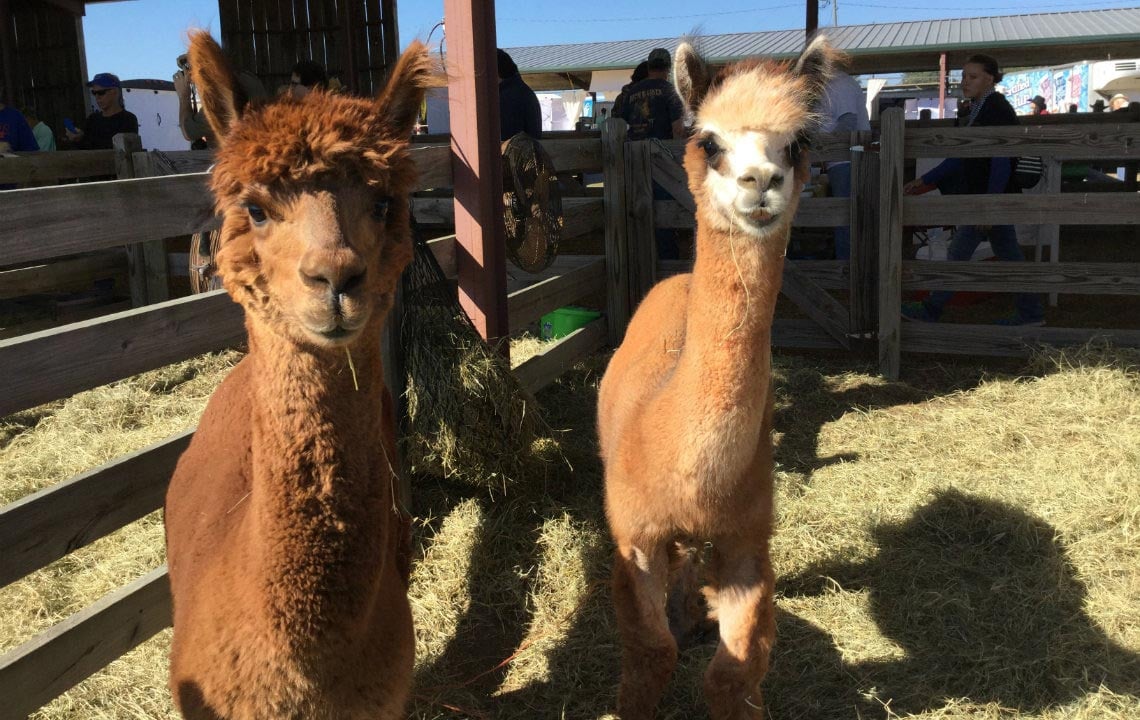 Alpacas: Loveable, easy to raise and gentle