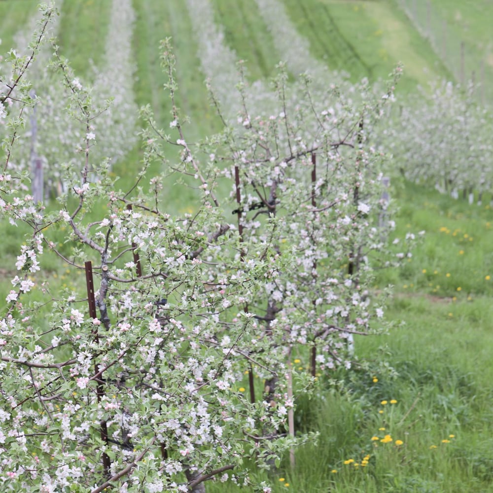 Apple trees in blossom