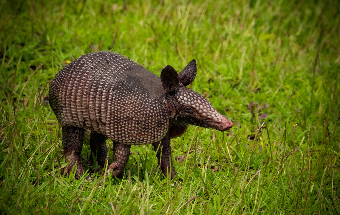 The Armadillos Have Arrived