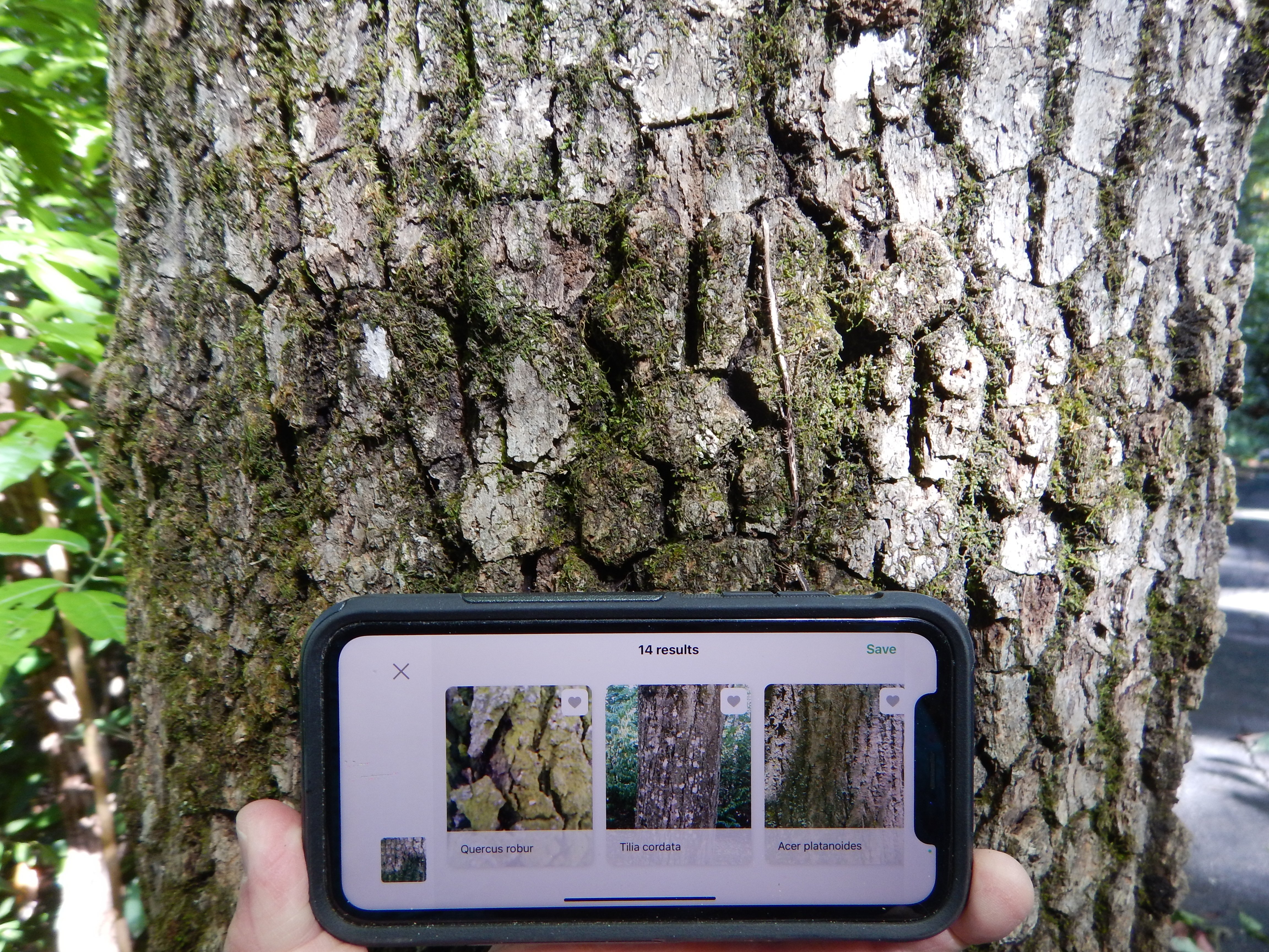 Apps For Tree Identification And They Re All Free   BarkIDApp 