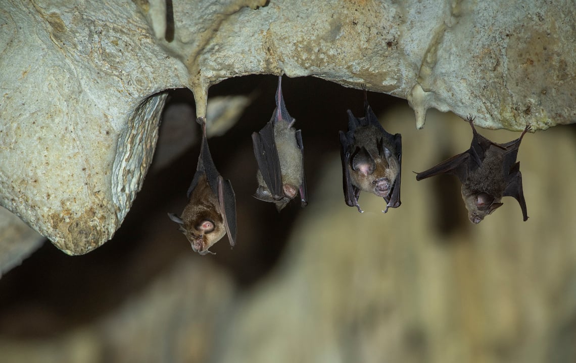 The Benefit of Bat Boxes