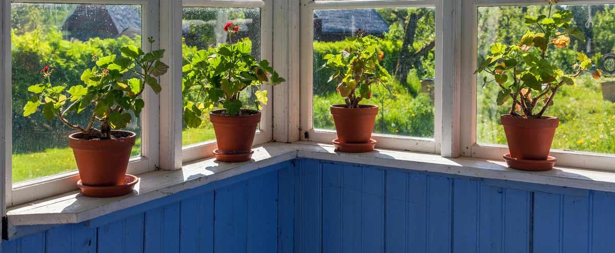 Geraniums on a window sill