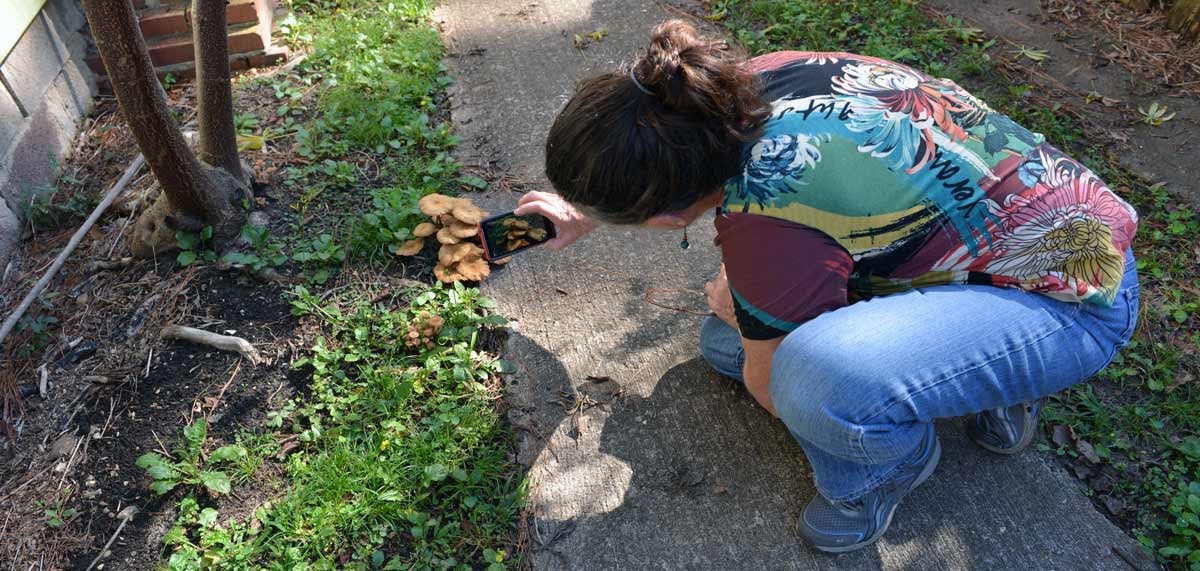 Woman on a sidewalk taking pictures of a group of mushrooms
