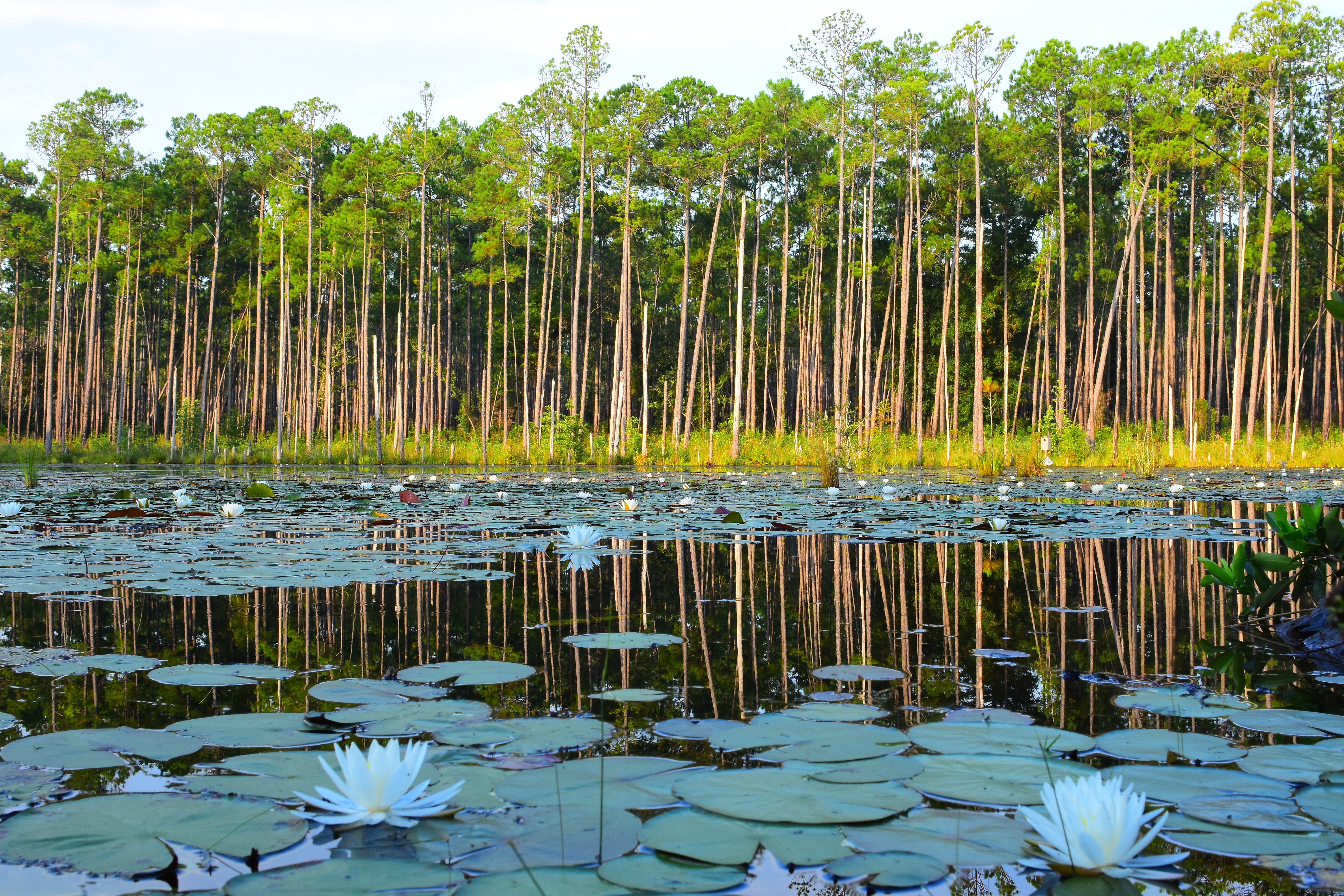 Florida Land - Beautiful Pond