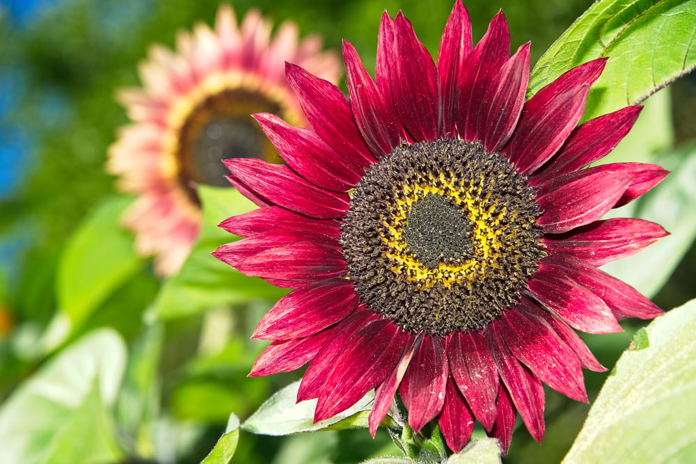 Heirloom Red Sunflower