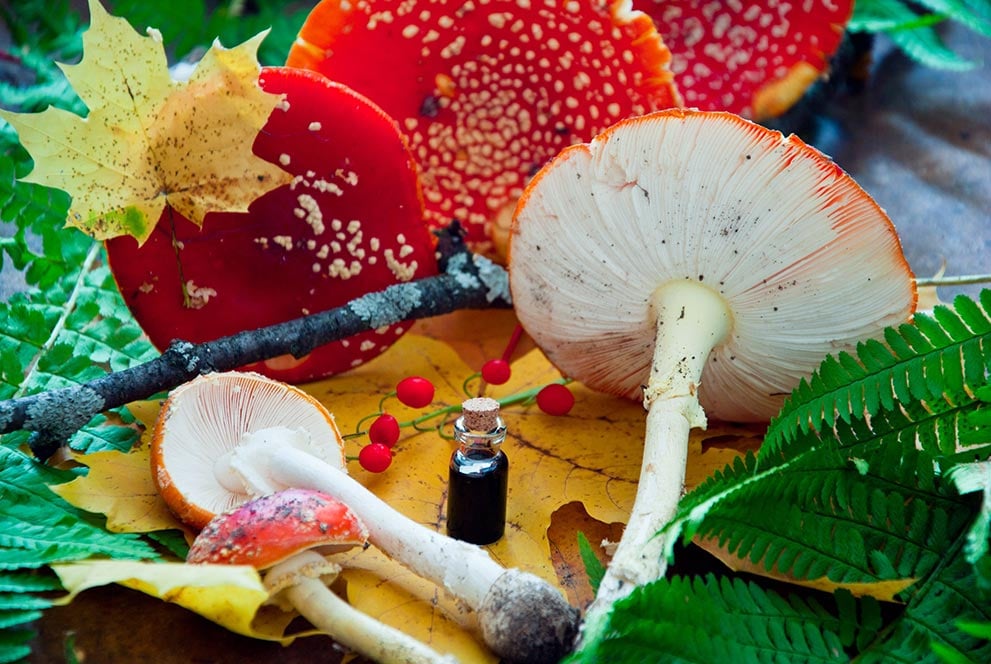 Mushrooms with Tincture