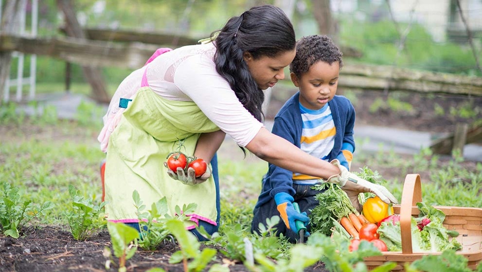 Mother helping son pick fresh vegetables 