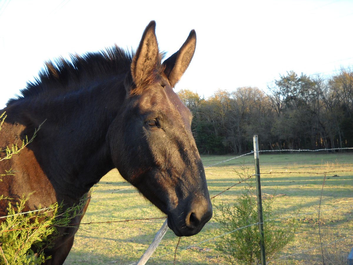 Black mule with head leaning on fence