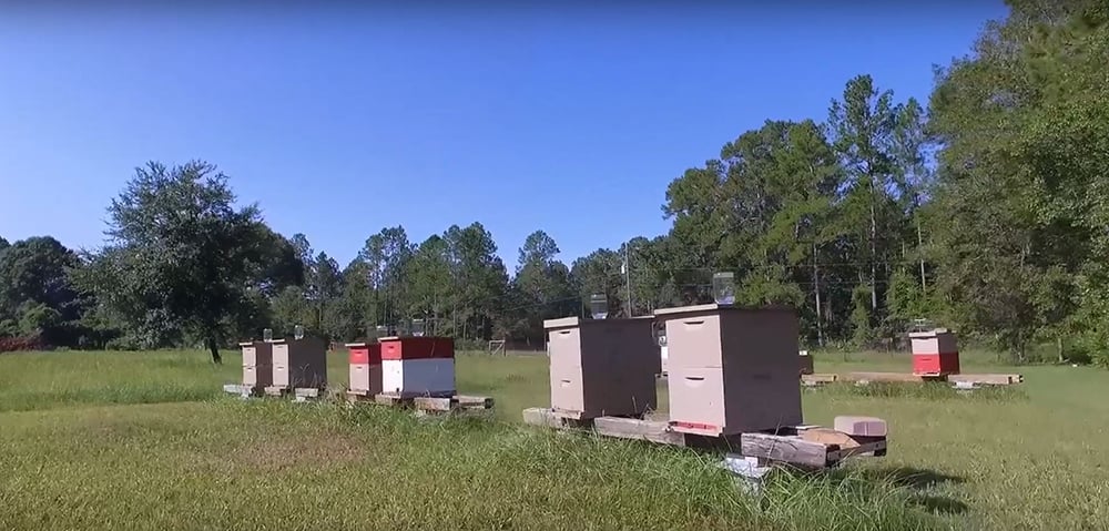 Beehives Karma Acres
