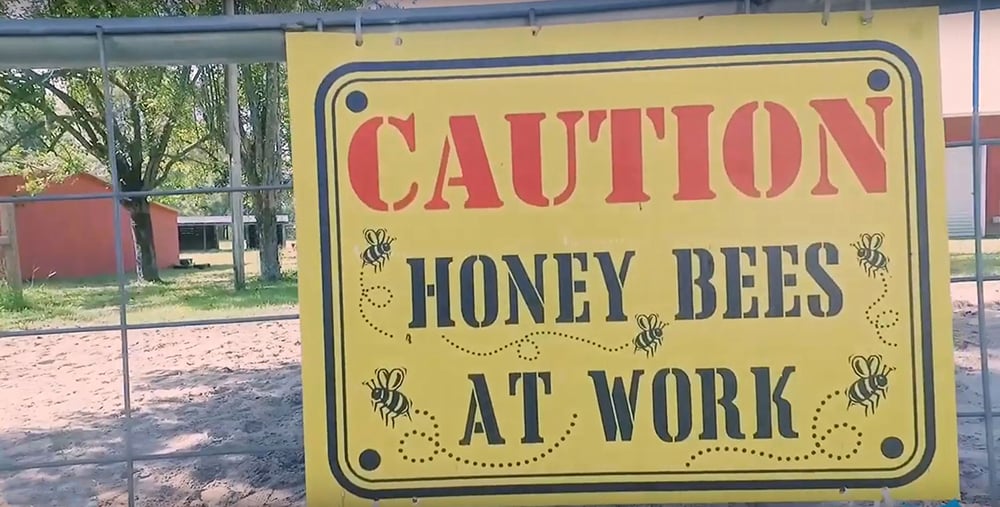 Honeybees working