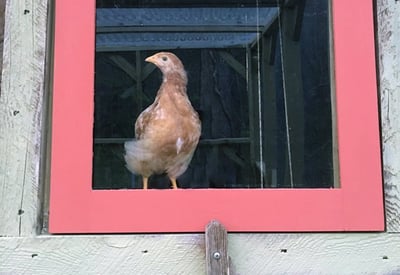 Chicken in a chicken coop