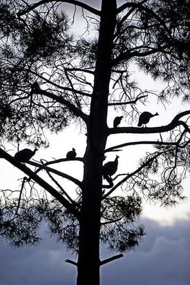 Guinea Fowl in Tree-min