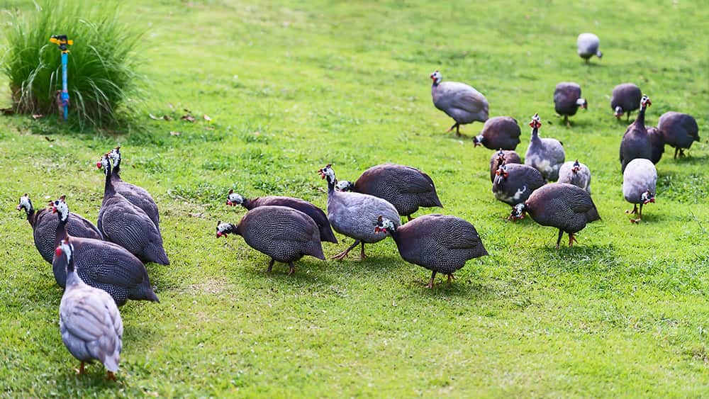 What Do Guineafowl Eat? (Complete Guide)