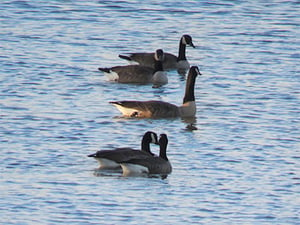 five geese swimming
