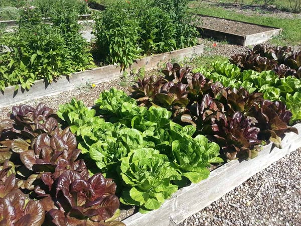 Row of different varieties of lettuce in a garden 