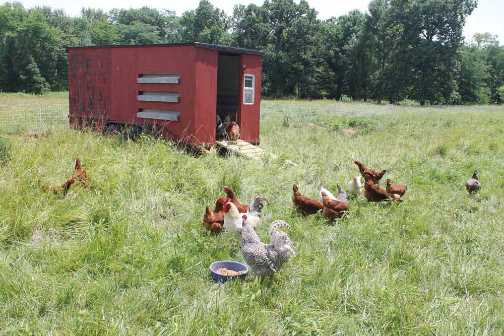 Hens near chicken coop