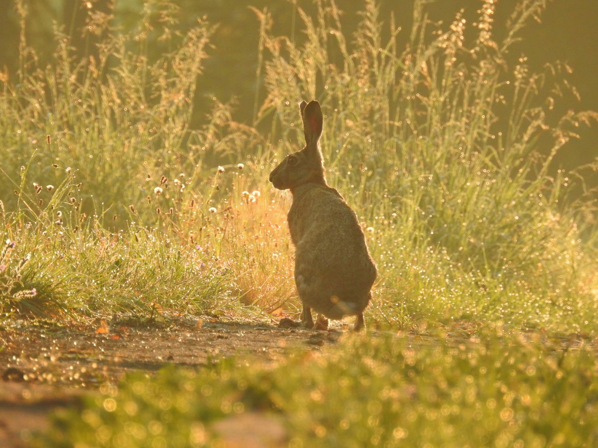 hare in a field