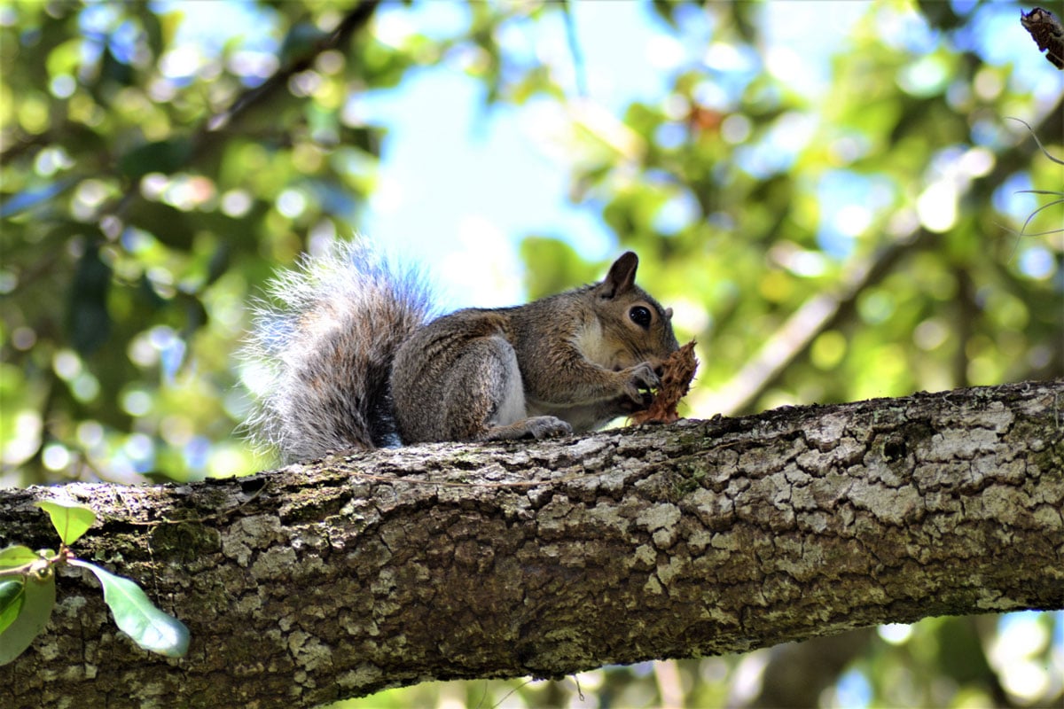 squirrel eating a nut on a tree branch