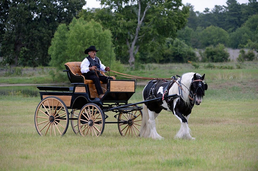Cob Gypsy Horse and Carriage