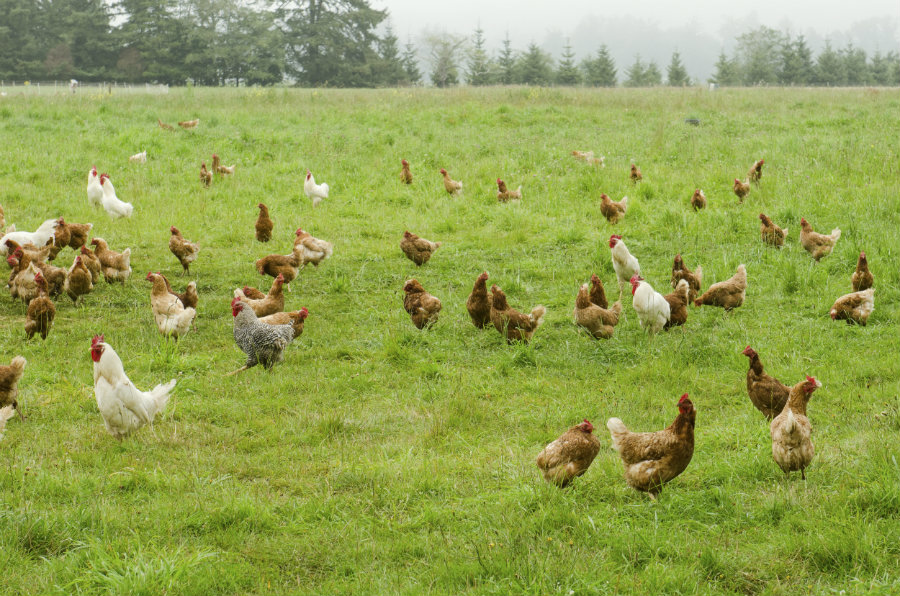 Hens free range in grass field