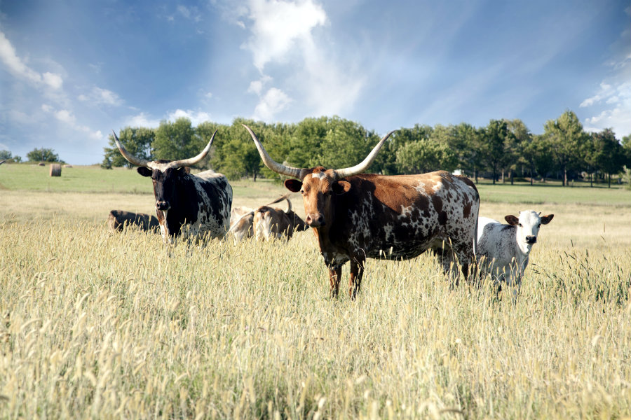 How to buy land for agriculture in Texas