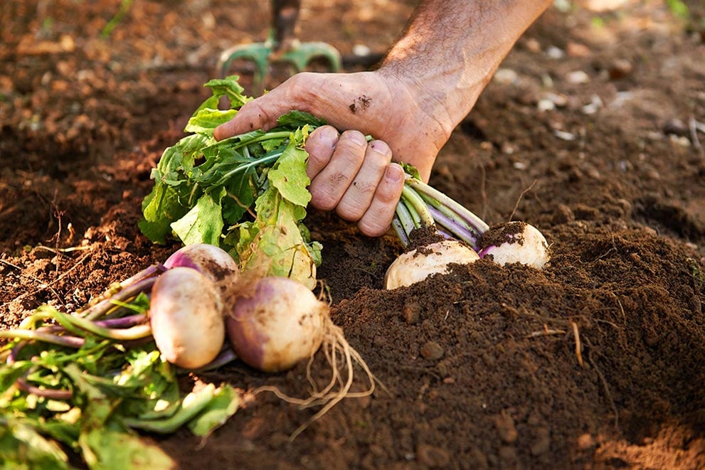 Gardening Exposes you to immune boosting bacteria