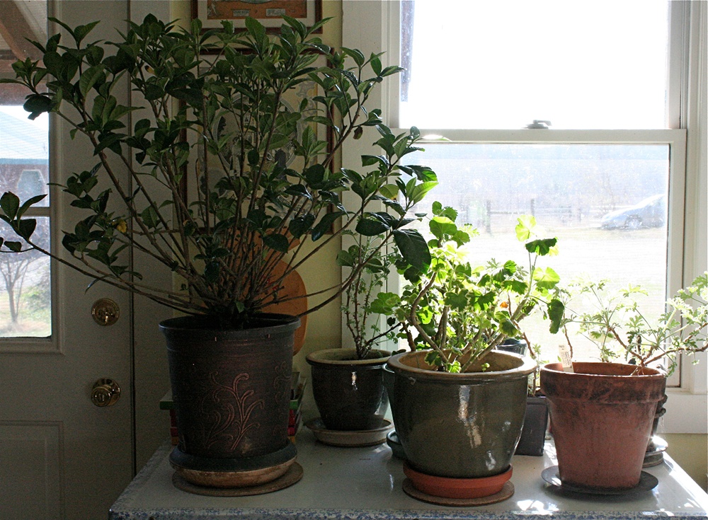 Keeping plants indoors in the cold.jpg