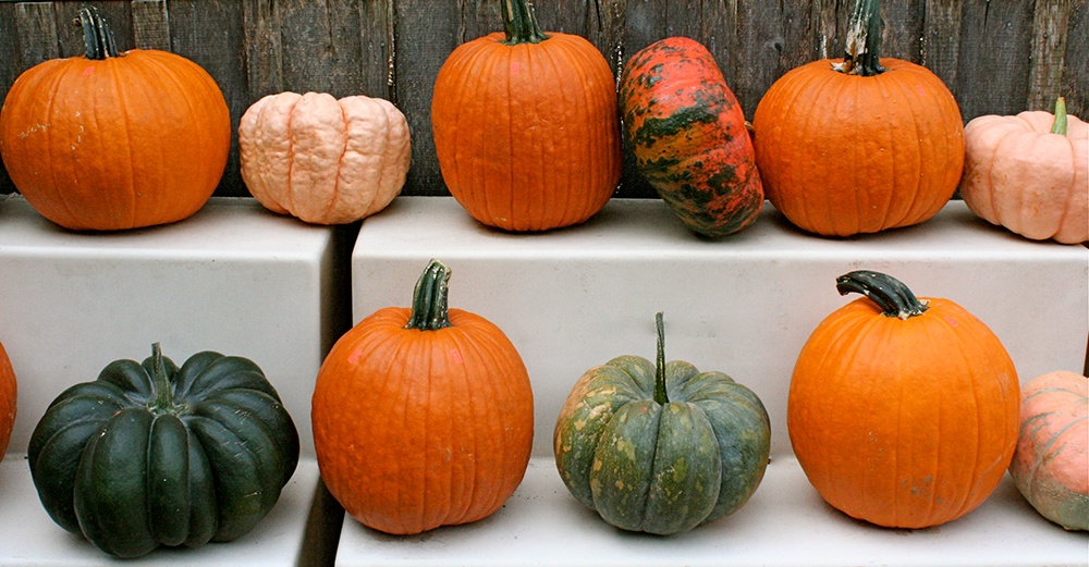 Connecticut_Field_Howden_and_other_heirloom_pumpkins.jpg