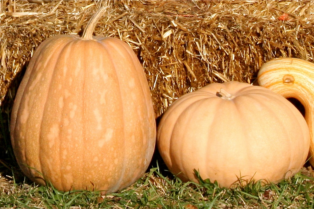 Long_Island_Cheese_and_Kentucky_Field_Pumpkins.jpg