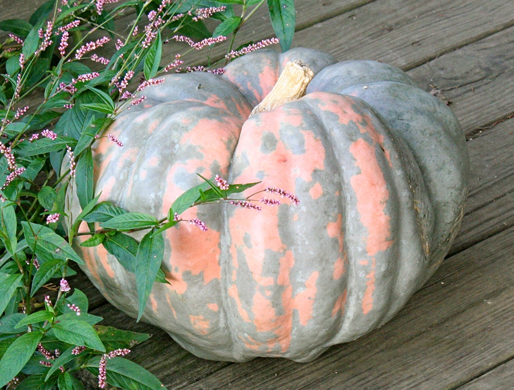 Speckled_Hound_Heirloom_Pumpkin.jpg