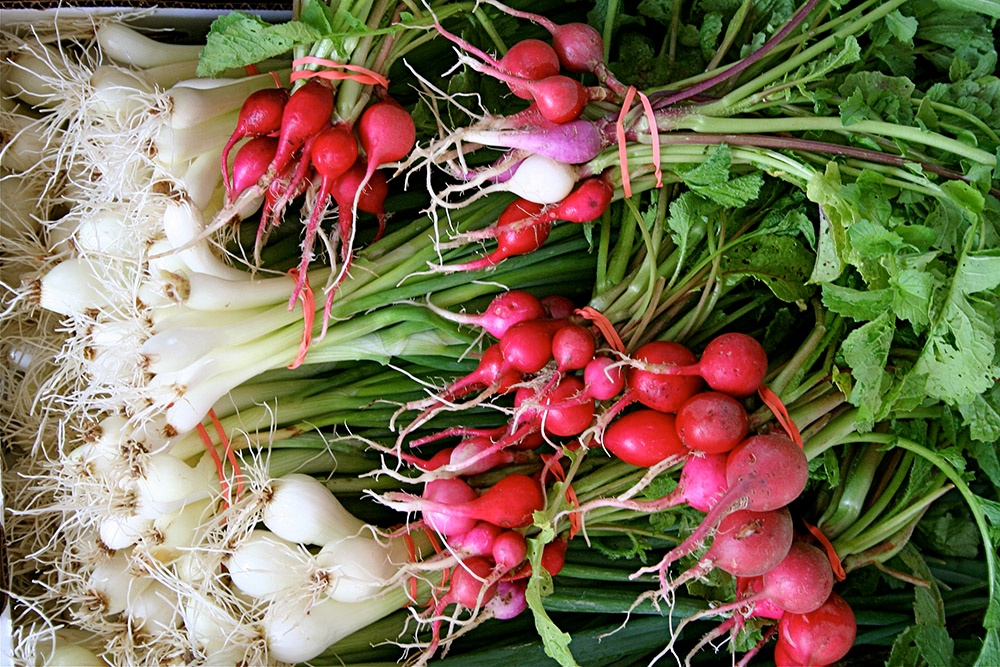 Spring Garden Radishes and Onions.jpg