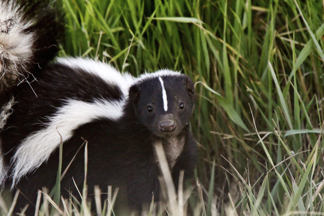How_to_catch_a_skunk.jpg
