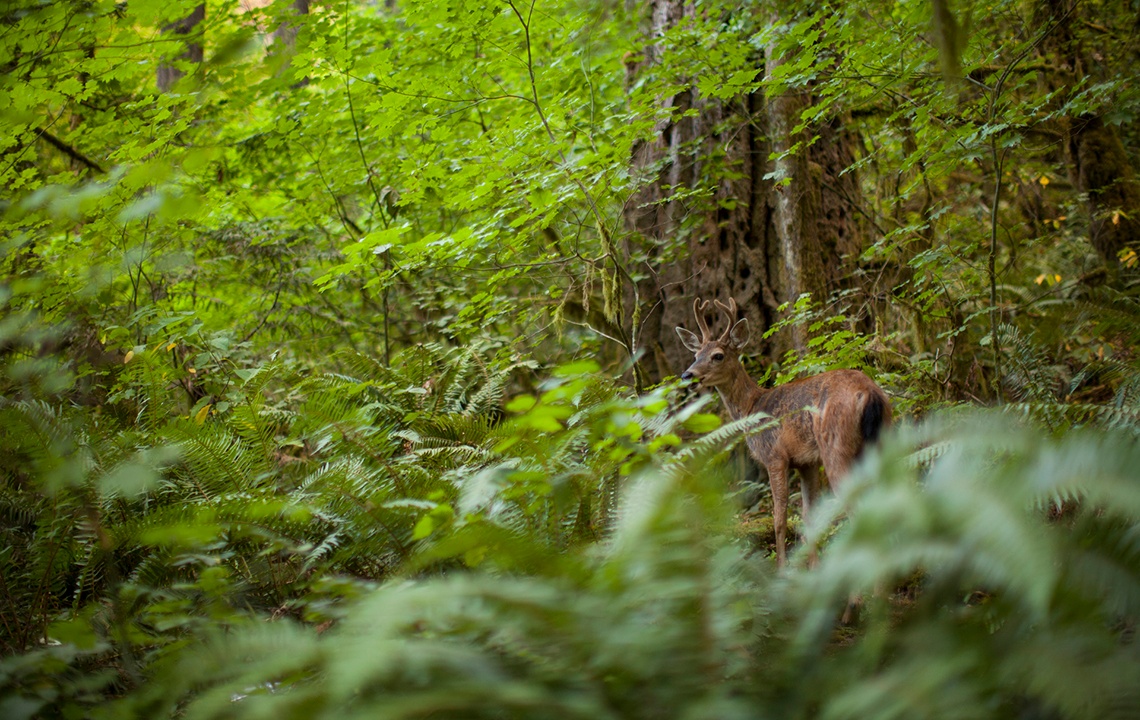 Deer camouflaged in woods.jpg