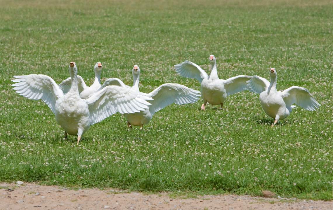 Aggressive_Geese
