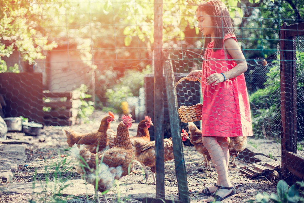 Kids Farm Chores with Chickens.jpg