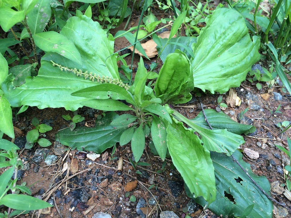 Broadleaf Plantain Wild Medicinal Herb