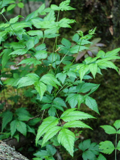 Yellowroot medicinal herb vertical