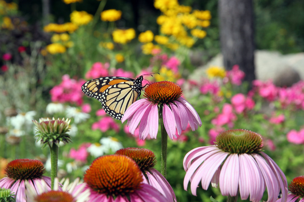 Pollinator_Garden_Butterfly_Coneflower.jpg