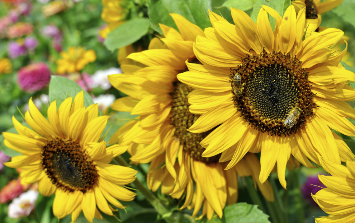 Pollinator_Garden_Sunflowers_Bees.jpg