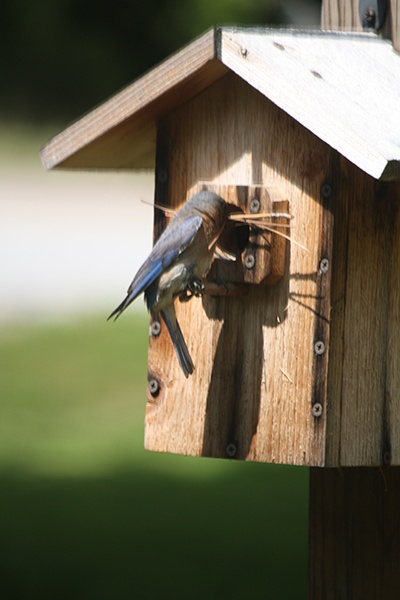 Bird visiting backyard birdhouse.jpg