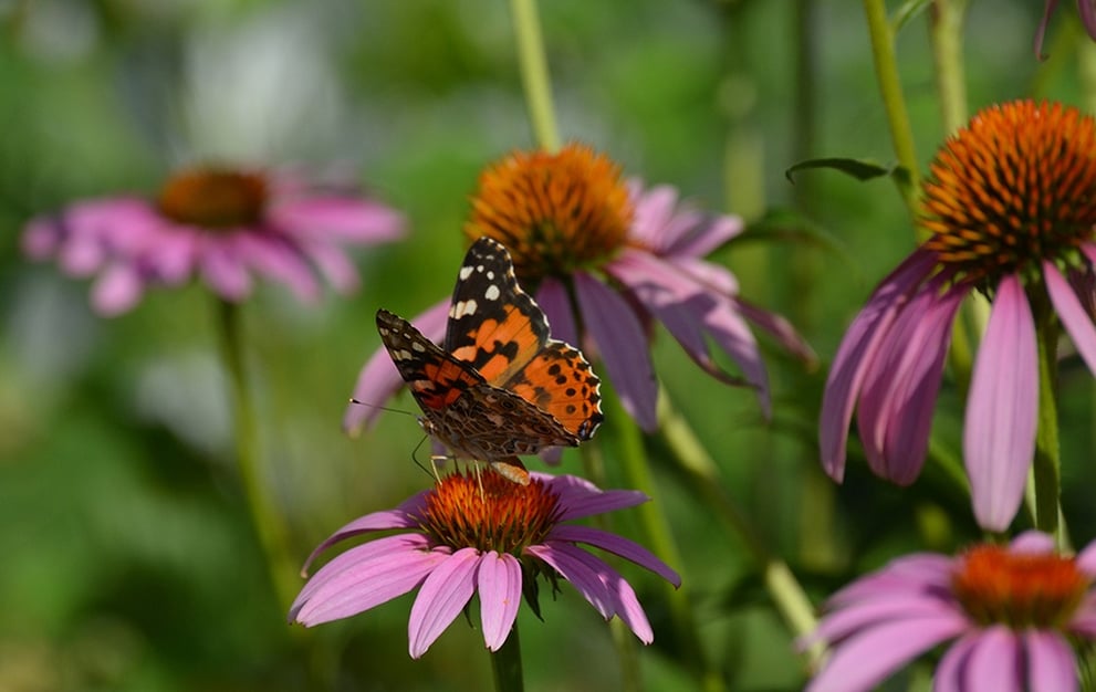 Butterfly On Purple Coneflower.jpg