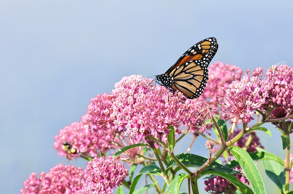 How to Add a Butterfly and Hummingbird Garden to your Property