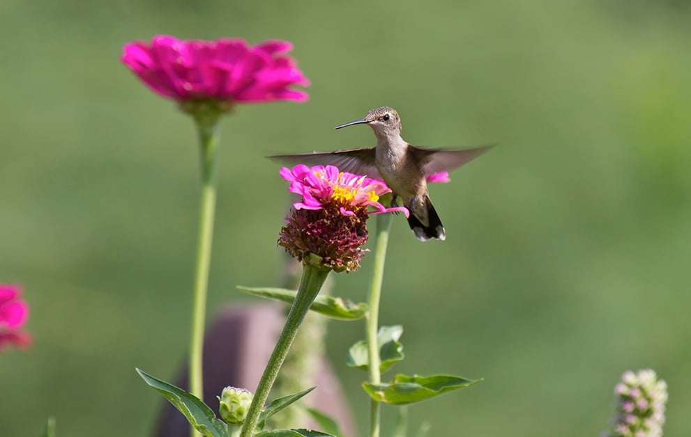 Hummingbird Garden.jpg