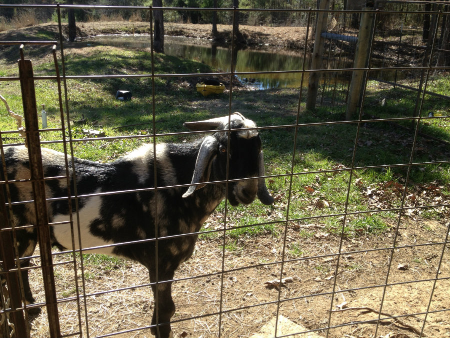 Hobby_Farm_Goat.jpg