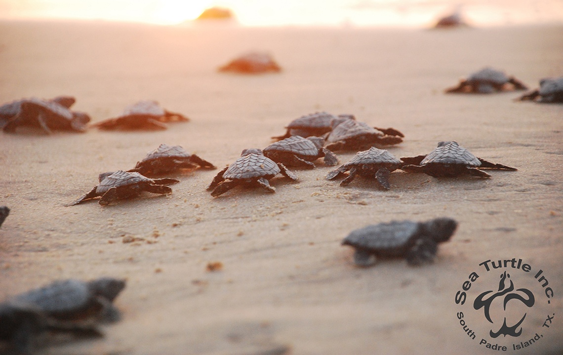 South Padre Island Turtle Release 2024 - Charo DeeDee