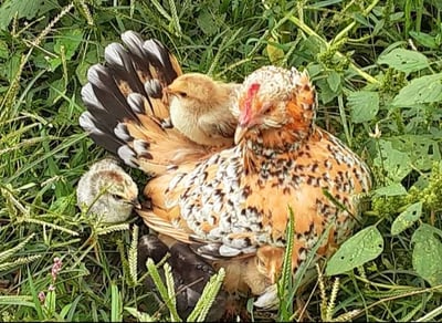 Chicken with chick