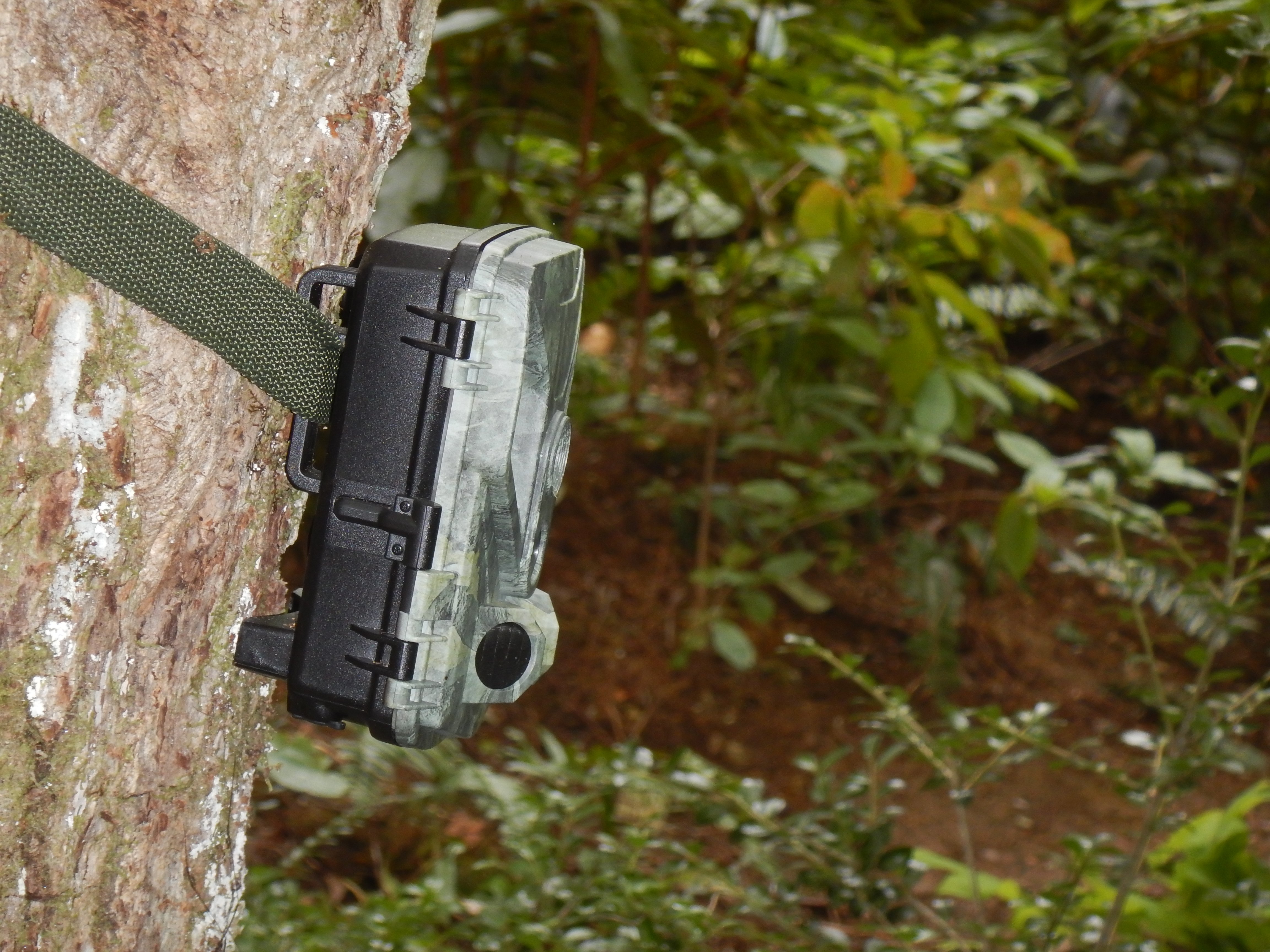 choosing a trail camera