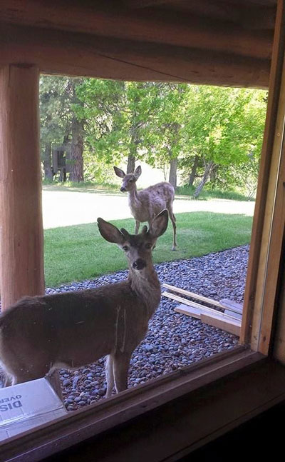 deer peeking in windows of country log home